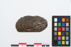 Foto von Glasaugenperle (NHMW-PRAE-025402)